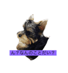 ヨーキーのCoCoスタンプ（個別スタンプ：2）