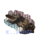ヨーキーのCoCoスタンプ（個別スタンプ：6）