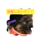 ヨーキーのCoCoスタンプ（個別スタンプ：7）