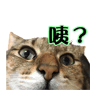 My Dear Pet-Handi（個別スタンプ：1）