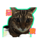 My Dear Pet-Handi（個別スタンプ：4）