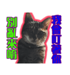 My Dear Pet-Handi（個別スタンプ：6）