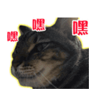 My Dear Pet-Handi（個別スタンプ：7）