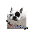 フレンチブルドッグのぶさかわARU（個別スタンプ：2）