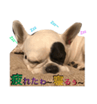 フレンチブルドッグのぶさかわARU（個別スタンプ：31）