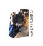 ワン！犬！たっぷり24個！（個別スタンプ：1）