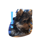 ワン！犬！たっぷり24個！（個別スタンプ：2）