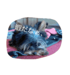 ワン！犬！たっぷり24個！（個別スタンプ：3）
