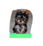 ワン！犬！たっぷり24個！（個別スタンプ：4）