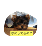 ワン！犬！たっぷり24個！（個別スタンプ：5）