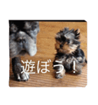ワン！犬！たっぷり24個！（個別スタンプ：6）