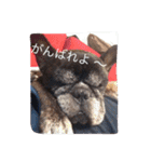 ワン！犬！たっぷり24個！（個別スタンプ：8）