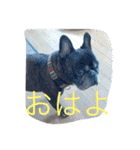 ワン！犬！たっぷり24個！（個別スタンプ：9）