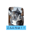 ワン！犬！たっぷり24個！（個別スタンプ：12）