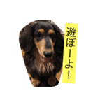 ワン！犬！たっぷり24個！（個別スタンプ：13）