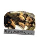ワン！犬！たっぷり24個！（個別スタンプ：14）