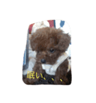 ワン！犬！たっぷり24個！（個別スタンプ：16）