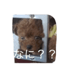 ワン！犬！たっぷり24個！（個別スタンプ：18）