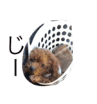 ワン！犬！たっぷり24個！（個別スタンプ：19）