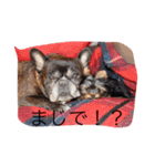 ワン！犬！たっぷり24個！（個別スタンプ：20）