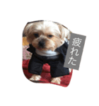 ワン！犬！たっぷり24個！（個別スタンプ：22）