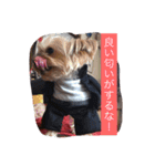 ワン！犬！たっぷり24個！（個別スタンプ：23）