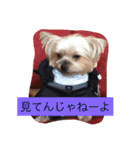 ワン！犬！たっぷり24個！（個別スタンプ：24）