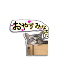モモ スタンプ（個別スタンプ：3）