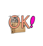 モモ スタンプ（個別スタンプ：4）