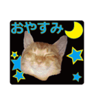 みーおさんスタンプ（個別スタンプ：3）