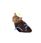 Yama_CAT（個別スタンプ：1）