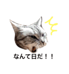 Yama_CAT（個別スタンプ：3）