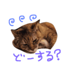 Yama_CAT（個別スタンプ：4）