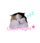 Yama_CAT（個別スタンプ：5）