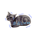 Yama_CAT（個別スタンプ：6）
