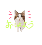 Yama_CAT（個別スタンプ：7）