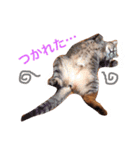 Yama_CAT（個別スタンプ：8）