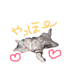 Yama_CAT（個別スタンプ：9）