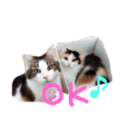 Yama_CAT（個別スタンプ：10）