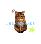 Yama_CAT（個別スタンプ：11）