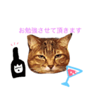 Yama_CAT（個別スタンプ：14）