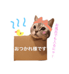 Yama_CAT（個別スタンプ：16）