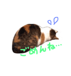 Yama_CAT（個別スタンプ：17）