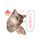 Yama_CAT（個別スタンプ：19）