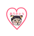 Yama_CAT（個別スタンプ：20）