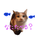 Yama_CAT（個別スタンプ：21）