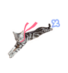 Yama_CAT（個別スタンプ：22）