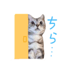 Yama_CAT（個別スタンプ：23）