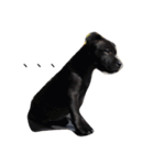 staffy  ethan（個別スタンプ：1）