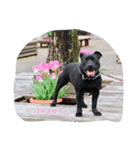 staffy  ethan（個別スタンプ：4）